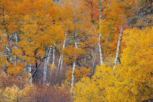 Yellow and orange Aspen trees with prominent trunks-Teton Valley-Wyoming
